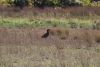Southern Ground Hornbill
