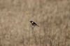 African Male Stonechat