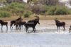 African Sables.....wow, easily one of our favorites and part of our Fab 18