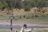 Baboons hanging around the watering pool as well