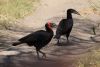 Southern Ground-Hornbills