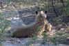 A very tired lioness