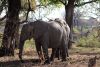 Lots of beautiful elephants in the area