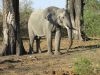 A big bull hanging around the herd...checking for mates!!