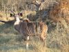Greater Kudu