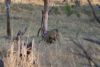 Baboons