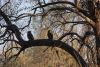 Two  Verreaux Eagle-Owls