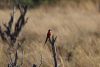 Southern Carmine Bee-eater