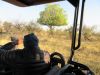 A beautiful shaped tree from Giraffes eating the bottom leaves/branches