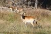 Lechwe