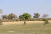Another giraffe tree