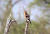 Eurasian Hoopoe.....rare find!!