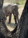 Just after lunch, while in our room we had 2 elephants close by peacefully eating!!