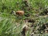 Jacana in the marsh