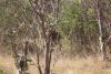 On the afternoon game drive, Day 10, August 30