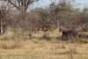 Ah, found what the Impalas were alarmed about, the 2 sister lions