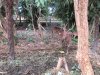 Deer....never found out why??