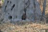 A Dwarf Mongoose in a termite mound....it quickly hid!!