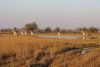 A gathering of giraffes crossing water