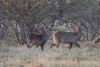 Female Waterbucks