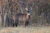 Male Waterbuck