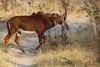 Our 2nd sighting of African Sables...one of the Fab 18!!