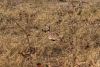 Red-crested Bustard