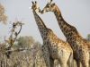 Giraffe love!!