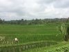 Start of the Jatiluwih Rice Terraces