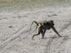 A young baboon hitching a ride on Mom's back!