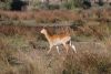 Lechwe