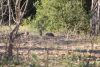 Banded Mongoose