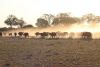 More buffaloes....see all the dust!!