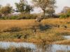 Looking to cross the water channel