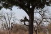 Baboon silhouette