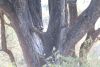 Verreaux's owl