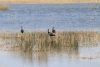 Glossy Ibis