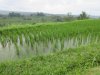 These were about 2 month old crops