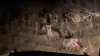 Not a good picture, but two hyenas, the one near is carrying a piece of a wildebeest from a lion's kill