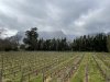 IMG_1442
