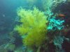 Soft coral