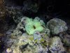 We found Nemo......Clark's Anemonefish.....that's a white anemone which is quite unusual