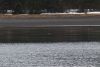 A seal in Henry William anchorage. A lot of snow has melted on the beach this past week!!