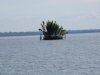 A plam island as we enter the Kumai River