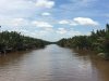 Nepa Palms lining the river