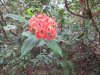 Red Flower??