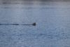 Sea Lion