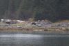 Another huge male Brown bear....we named it Thunder's cousin....the female is on the other side, about a mile away!!