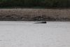 Humpback whale outside Swanson Harbor