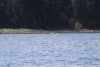 Seals on a sand bar!
